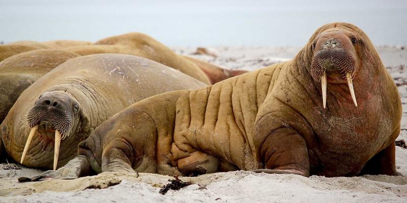 Wi-Fi 7核心技术深度解析：多链路操作与4096-QAM如何重塑企业网络，程序员必学的下一代无线技术