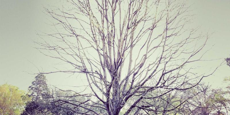 告别手动配置！基于Ansible与Python构建智能网络自动化运维与CI/CD流水线