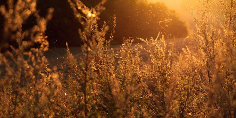 突破网络边界：P4语言入门与可编程交换机实战案例深度解析